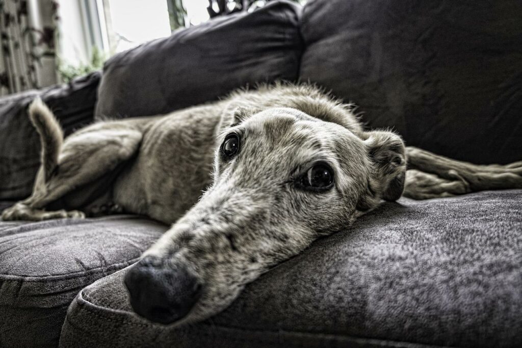 dog, sofa, rest-2579885.jpg