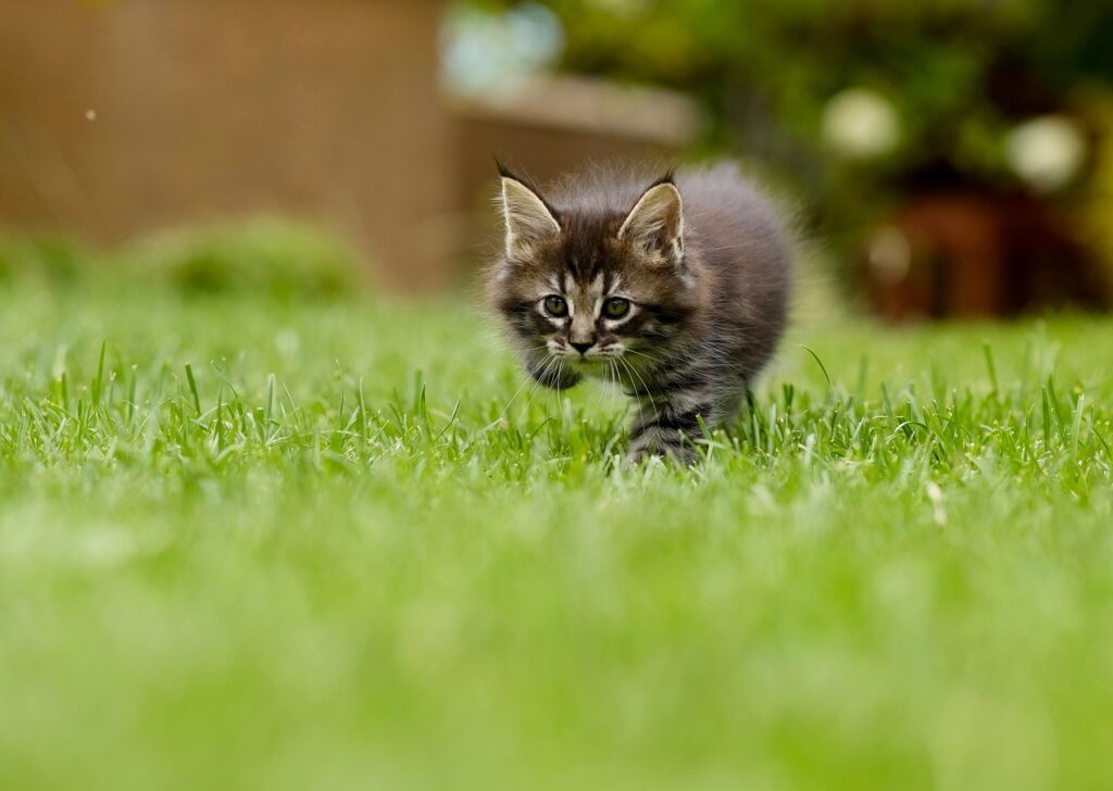 cat, kitten, grass-4419763.jpg