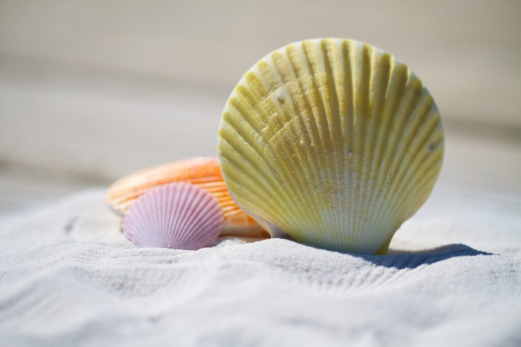 shells, sand, beach-792912.jpg