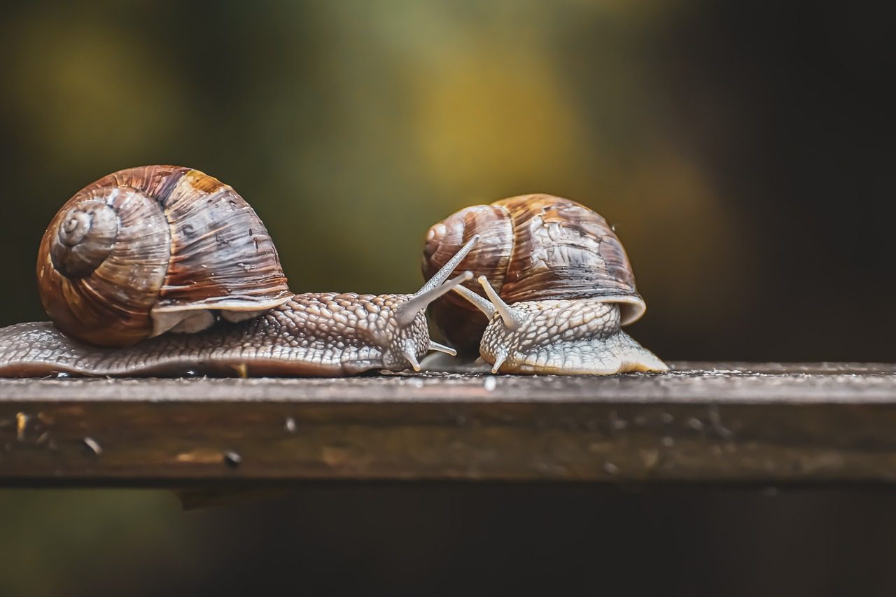 snail, natural reserve, protected animal-5353573.jpg
