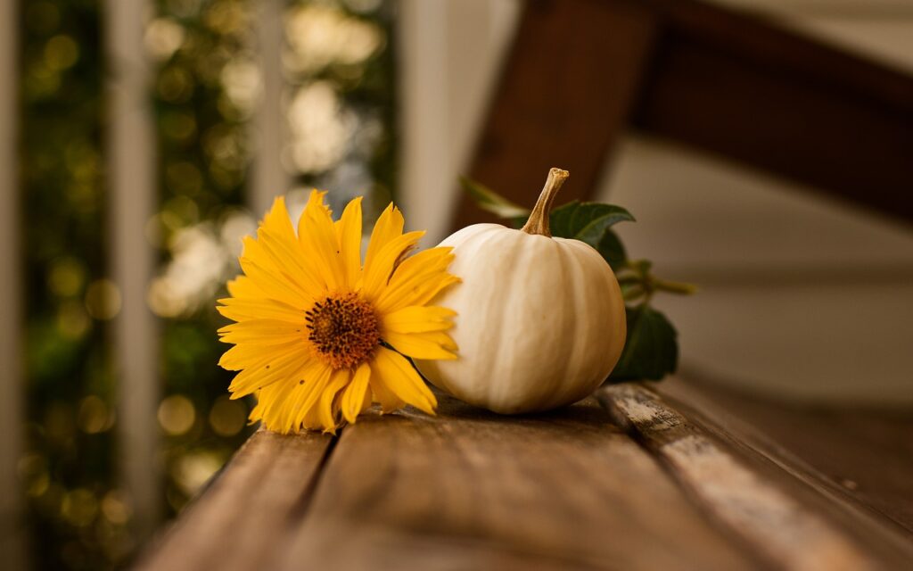 thanksgiving, pumpkin, fall-3811492.jpg