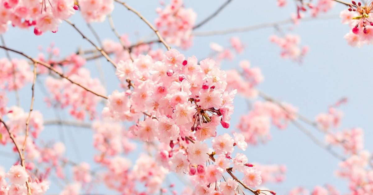 cherry blossom tree, pink, flowers-1225186.jpg