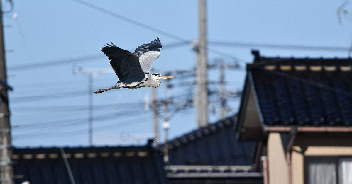 gray heron, bird, animal-7559435.jpg