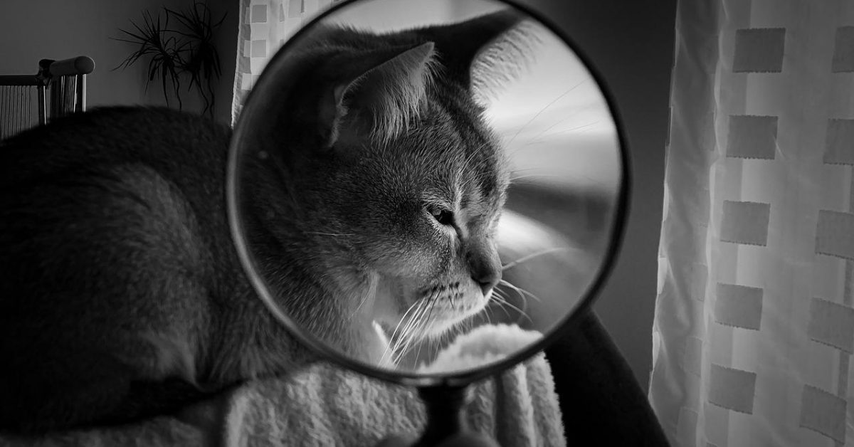 magnifying glass, cat, pet-3954881.jpg