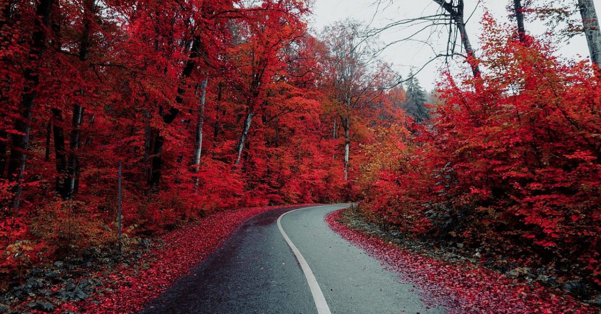 road, countryside, autumn-5710320.jpg